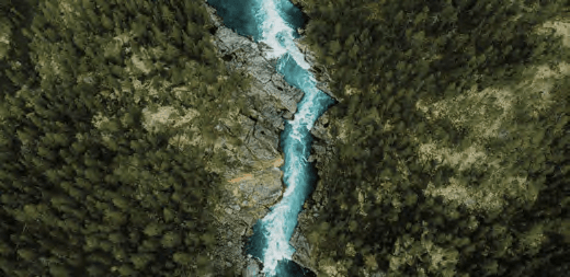 Una-foresta-privata-per-tutelare-la-biodiversita.png